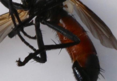 Réf. 323 281 : Cylindromyia auriceps